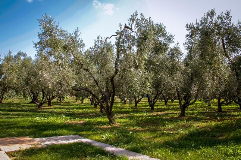 Borgo Rurale San Giusto Pensionat Castagneto Carducci Eksteriør billede